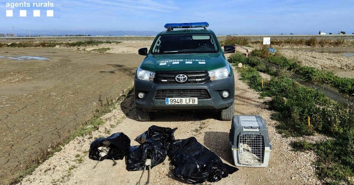 Moren 13 flamencs en xocar contra una l�nia de mitja tensi� al delta de l&rsquo;Ebre