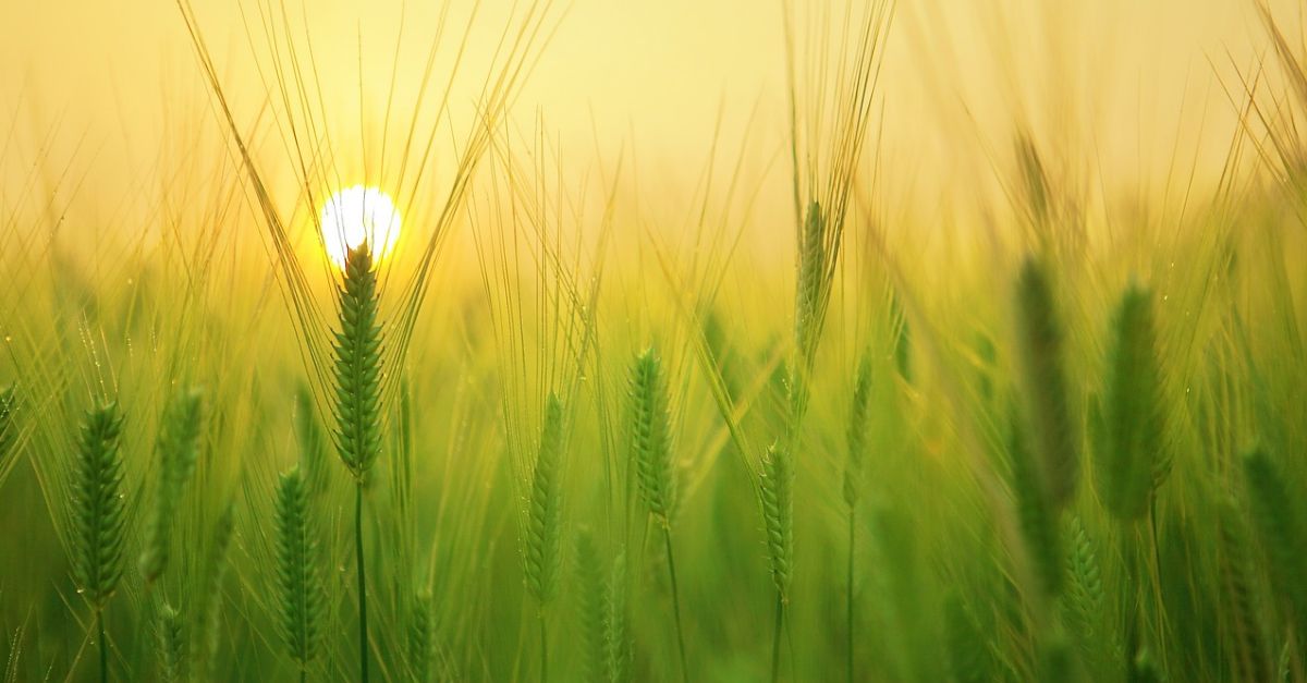 Catorze emprenedors reben assessorament en la primera edici� d�Agroempr�n