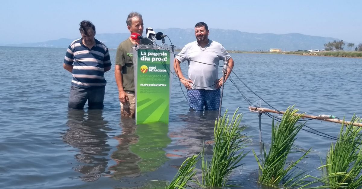 Uni� de Pagesos alerta que el cultiu catal� de l�arr�s es posa en risc si els governs no actuen aviat al Delta de l�Ebre