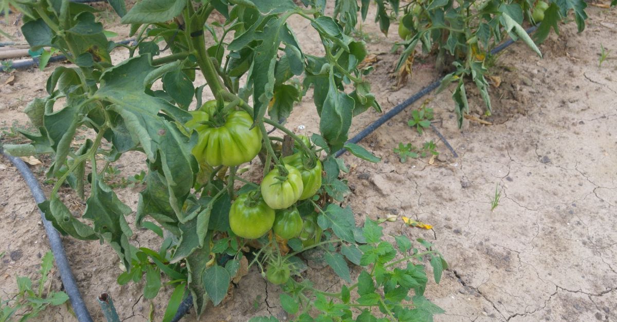 Adjudicades les parcel�les dels horts comunitaris a una dotzena de persones i entitats