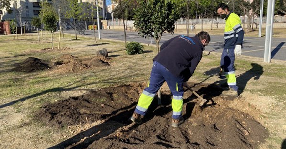 Els arbres del Parc dels Xiribecs, abonats amb compost obtingut de la fracci� org�nica i les restes de poda
