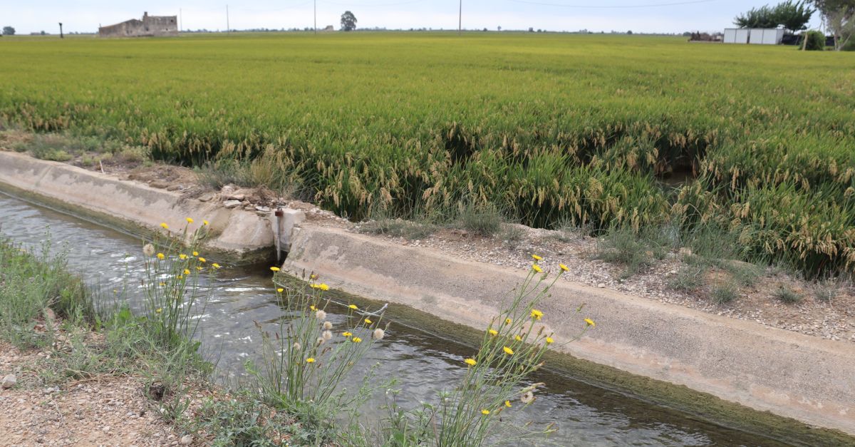 Regants del delta de l&rsquo;Ebre avisen que 15.000 hect�rees poden quedar improductives si continuen les restriccions