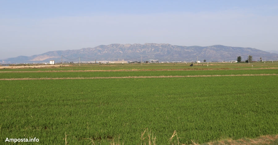 L�augment de les importacions d�arr�s de Mercosur i el nou acord lliure d&rsquo;aranzels posa en alerta als arrossaires catalans