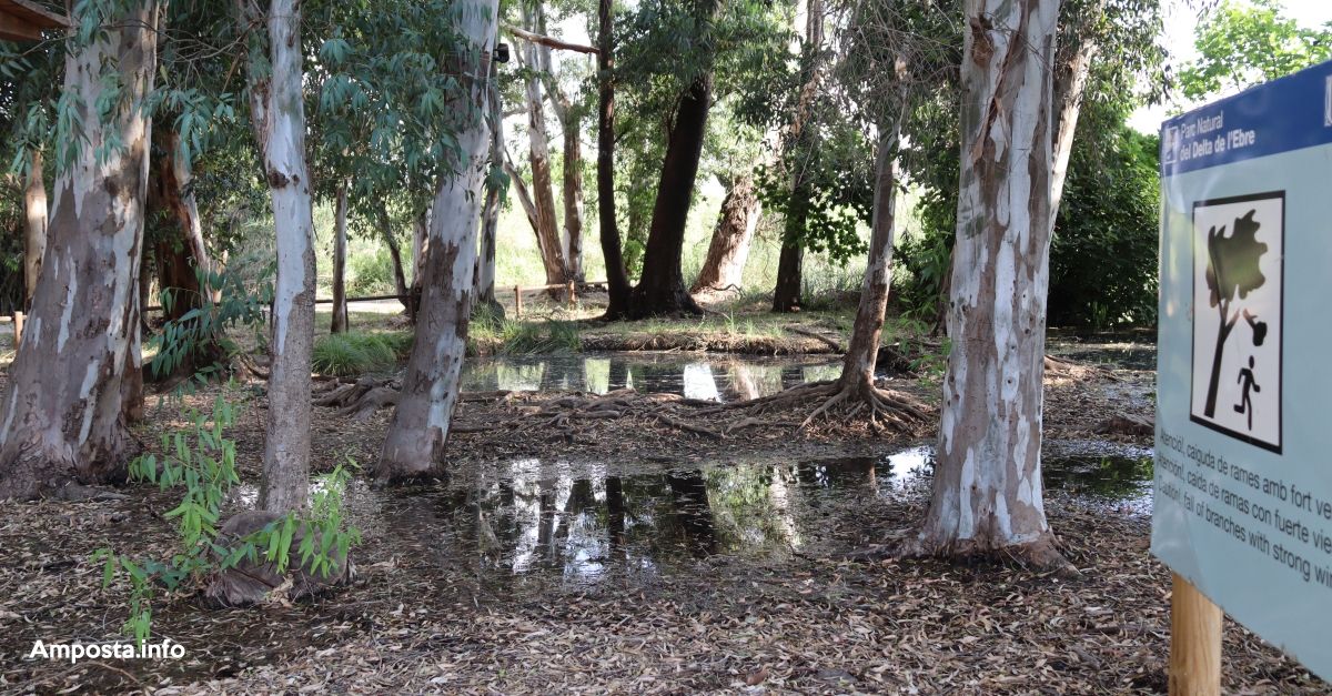 Amposta organitzar� m�s de cinquanta rutes guiades per aquest 2021