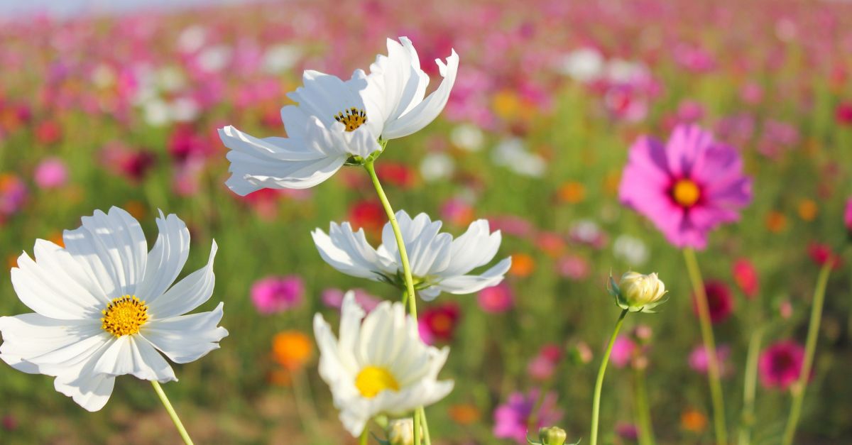 Amposta s�adhereix a l�Acord per la Qualitat de l�Aire de Catalunya