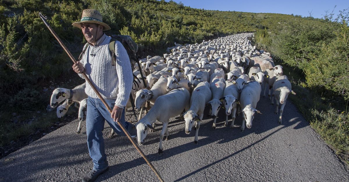 Amposta ser� una de les tres seus del II Congr�s de Transhum�ncia i Camins Ramaders de Catalunya