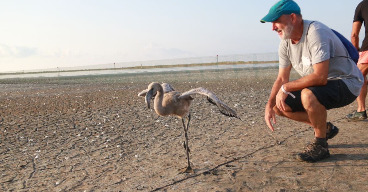 M�s de 200 voluntaris anellen 400 polls de flamenc del Parc Natural del Delta de l�Ebre per fer-ne seguiment