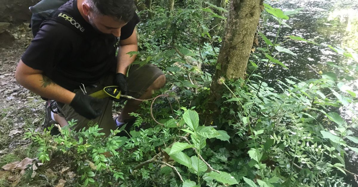 Un assaig terap�utic podria preservar els boixos d�alt valor natural i cultural dels atacs de la papallona del boix