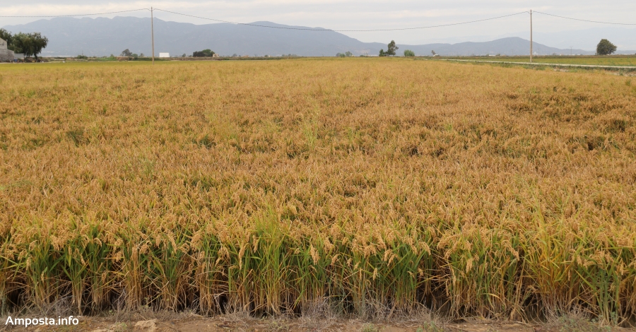 La campanya de l&rsquo;arr�s d&rsquo;enguany ha estat bona en quantitat i excel�lent en qualitat