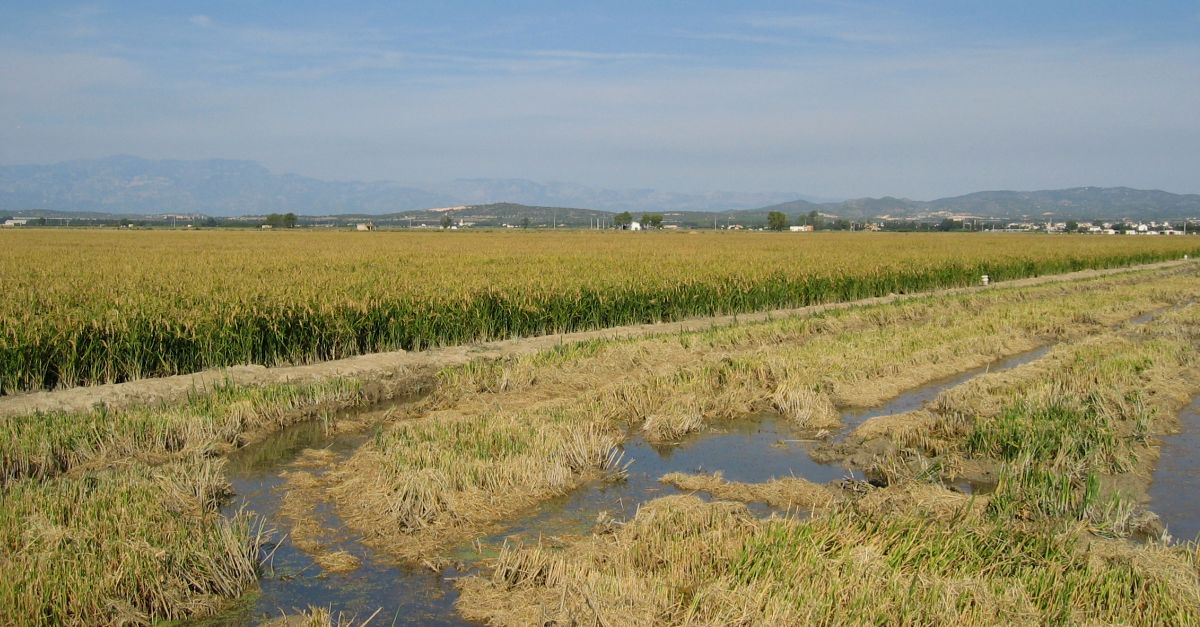 Els arrossaires salven la collita d�arr�s al Delta per� la minva de la producci� s�apropar� al 30%