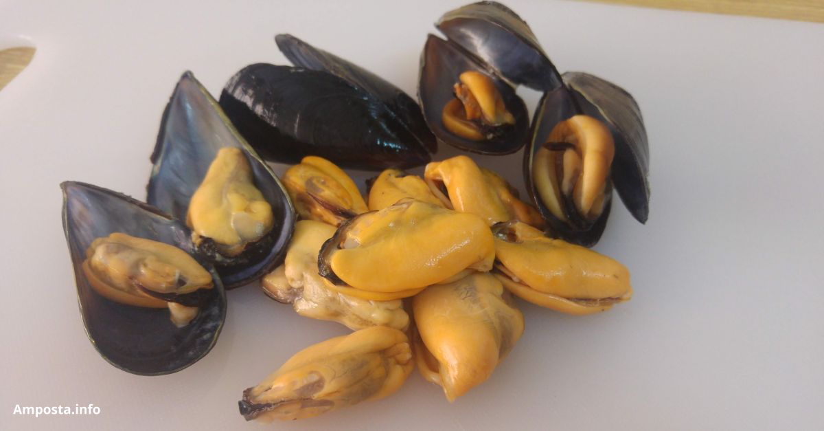 Comen�a la campanya del musclo al Delta, que s&rsquo;escur�a als Alfacs per evitar les onades de calor de l&rsquo;estiu