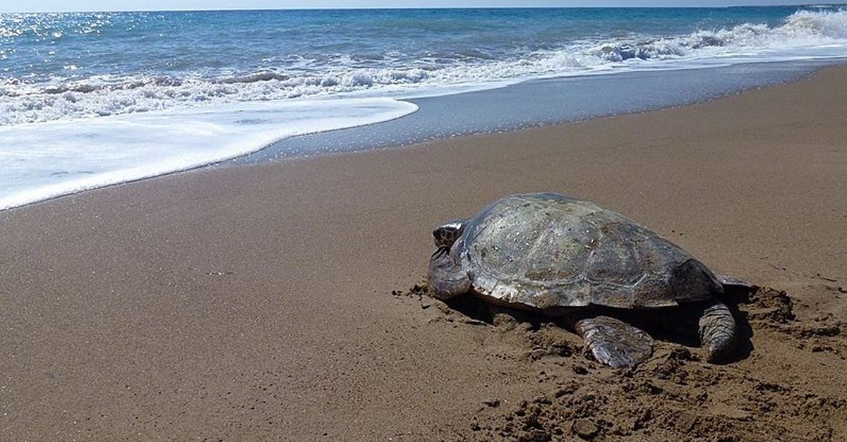 Confer�ncia: Nius de tortugues a les nostres platges. La visita d�una vella amiga