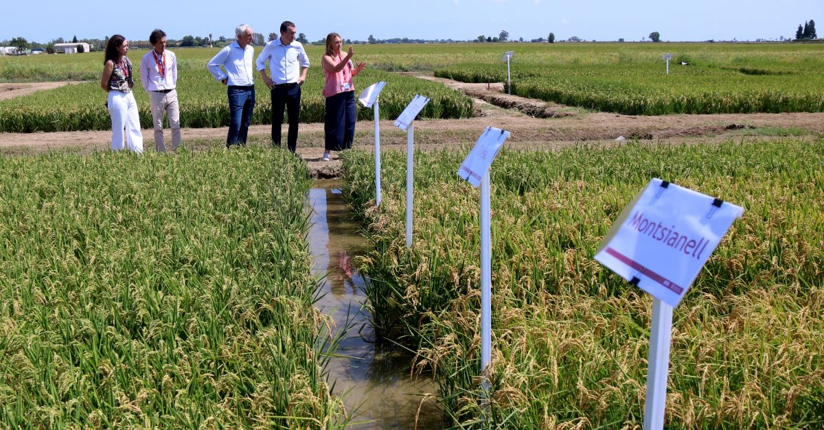 Ordeig exhorta els arrossaires del Delta a innovar tecnol�gicament per garantir la viabilitat de les seves explotacions