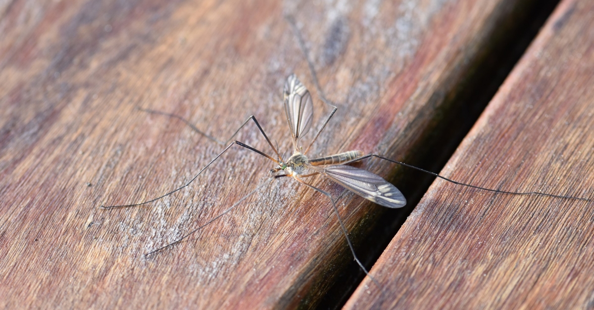 El COPATE incrementa un 63% les hect�rees tractades per combatre el mosquit al Delta