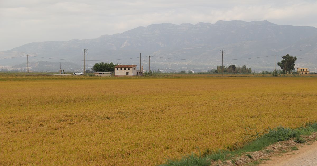 El cultiu de l&rsquo;arr�s pot ser una eina per reduir les emissions d&rsquo;efecte hivernacle com a �segrestador� de carboni