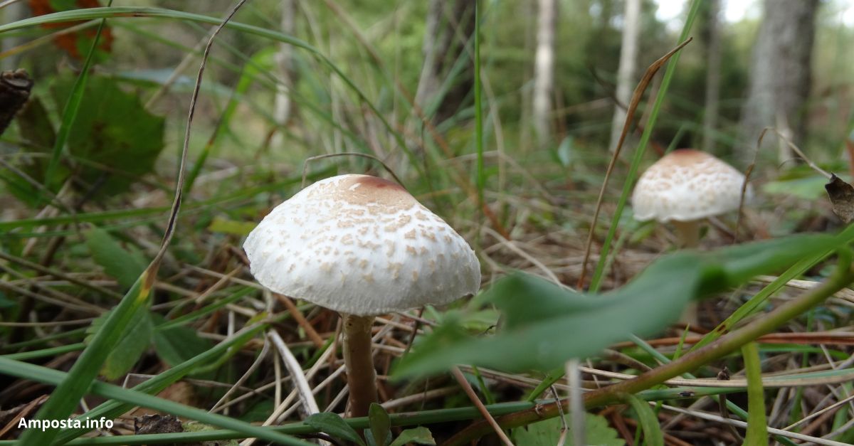 XVI Jornades Micol�giques de les Terres de l�Ebre