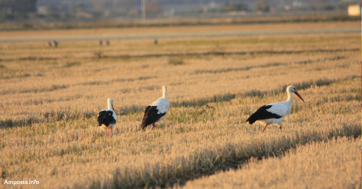 Com s�orienten els ocells?