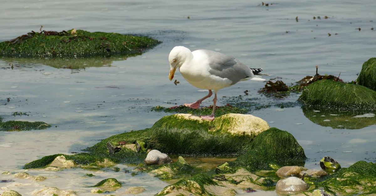El delta de l�Ebre �s l�espai idoni per al desenvolupament del cultiu d�algues marines del litoral catal�