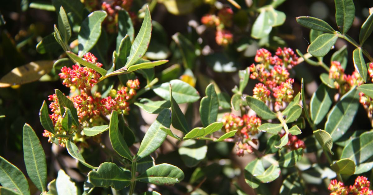 Denunciat un ve� de Tarragona per collir 50 quilos de matissa a Campred� sense autoritzaci�