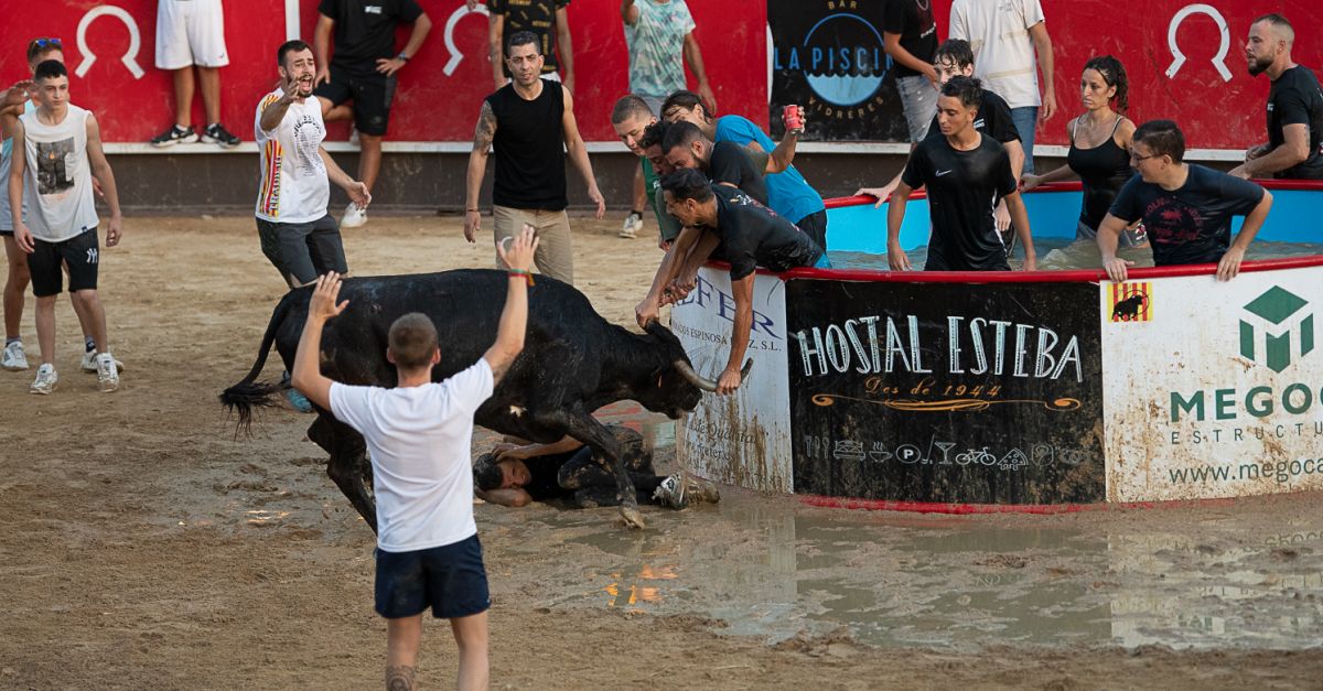 Denuncien cinc correbous a Amposta, l&rsquo;Aldea, Lligallo del G�nguil i Vidreres per suposat maltractament animal