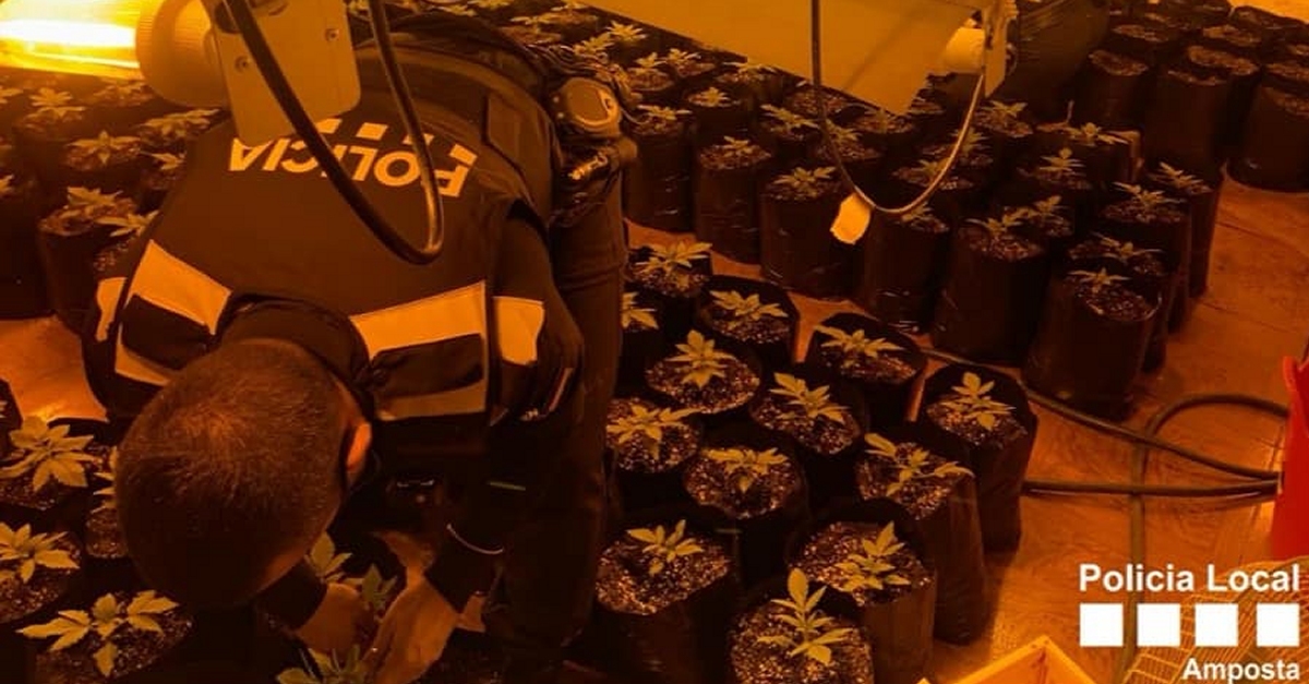 Desmantellada una plantaci� de marihuana en un immoble a la partida de Tosses