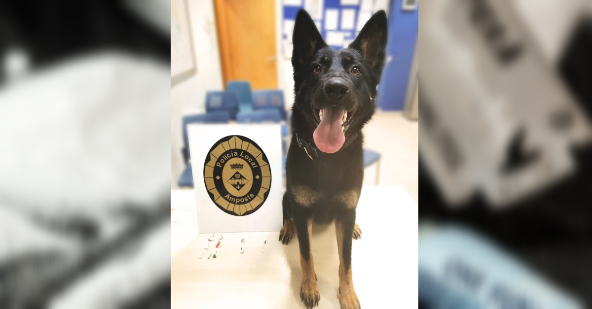 La policia local det� un ve� d&rsquo;Amposta per vendre coca�na al carrer