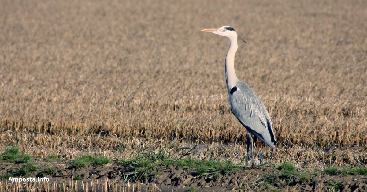 El nombre d�ocells aqu�tics hivernants a Catalunya disminueix en 80.000 exemplars respecte de 2020