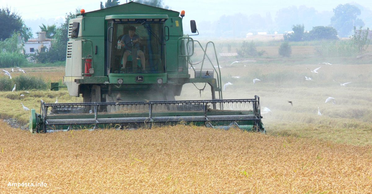 Donen als bancs d&rsquo;aliments 167 tones d&rsquo;arr�s del delta de l&rsquo;Ebre produ�ts amb compost de c�psules de caf�