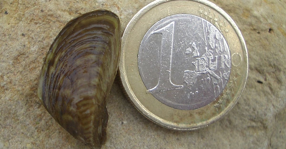 La UdL desenvolupa una nova eina inform�tica per calcular la vulnerabilitat de l&rsquo;aigua davant el musclo zebra