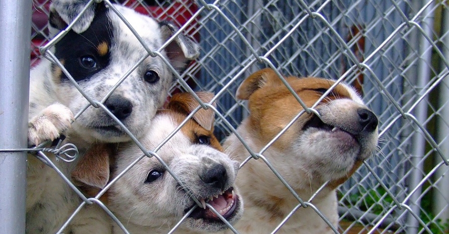 L�associaci� Engrescats Terres de l�Ebre assumeix el servei de recollida d�animals de la R�pita