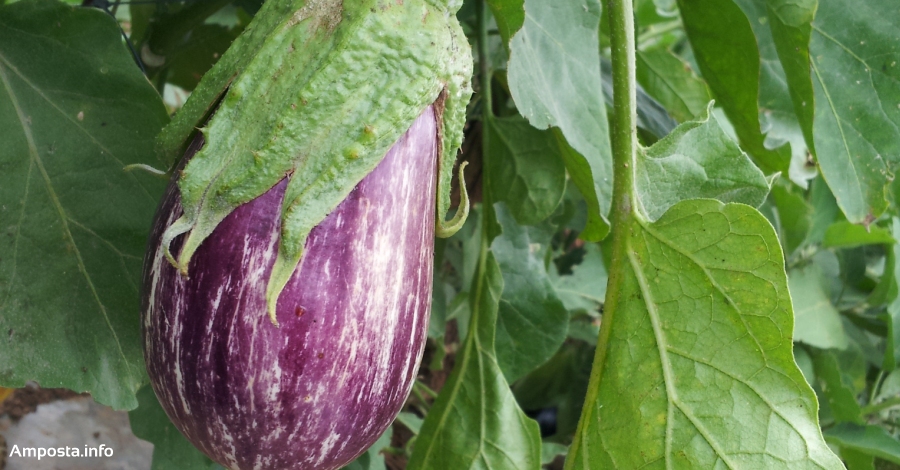 L�Escola Agr�ria d�Amposta organitza el curs �Obtenci� tradicional de llavors hort�coles�