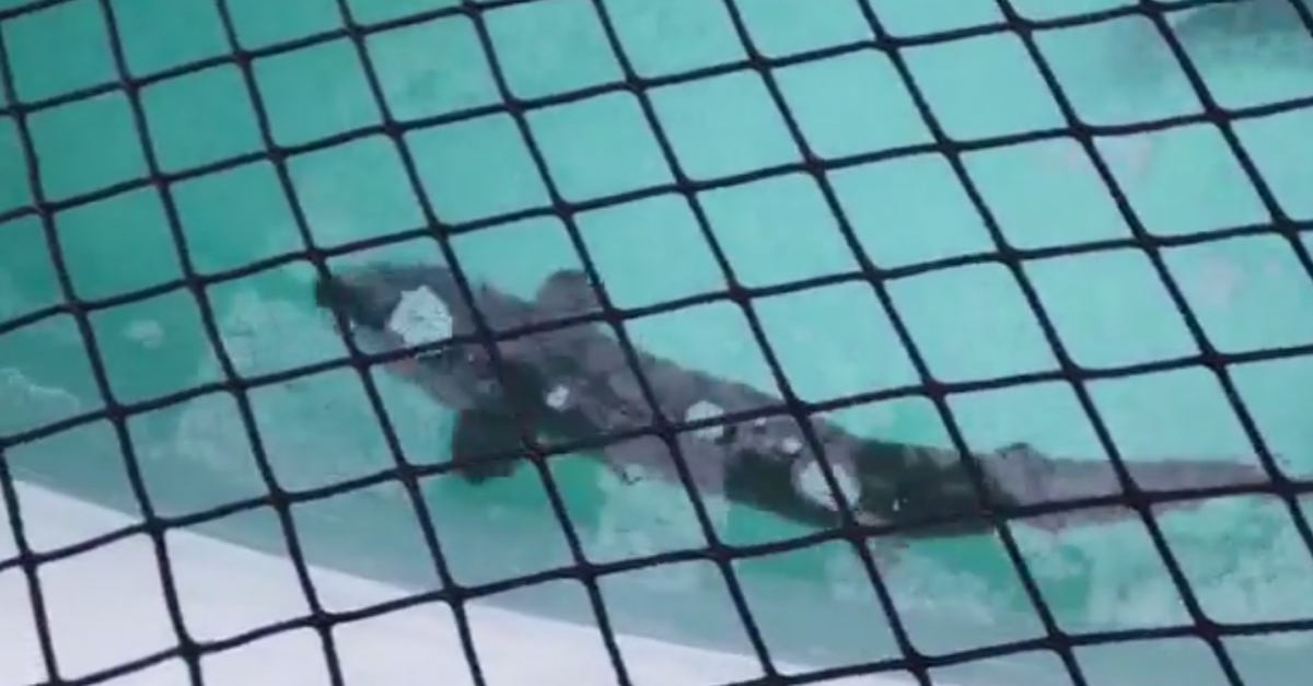 Els esturions del projecte Migratoebre 