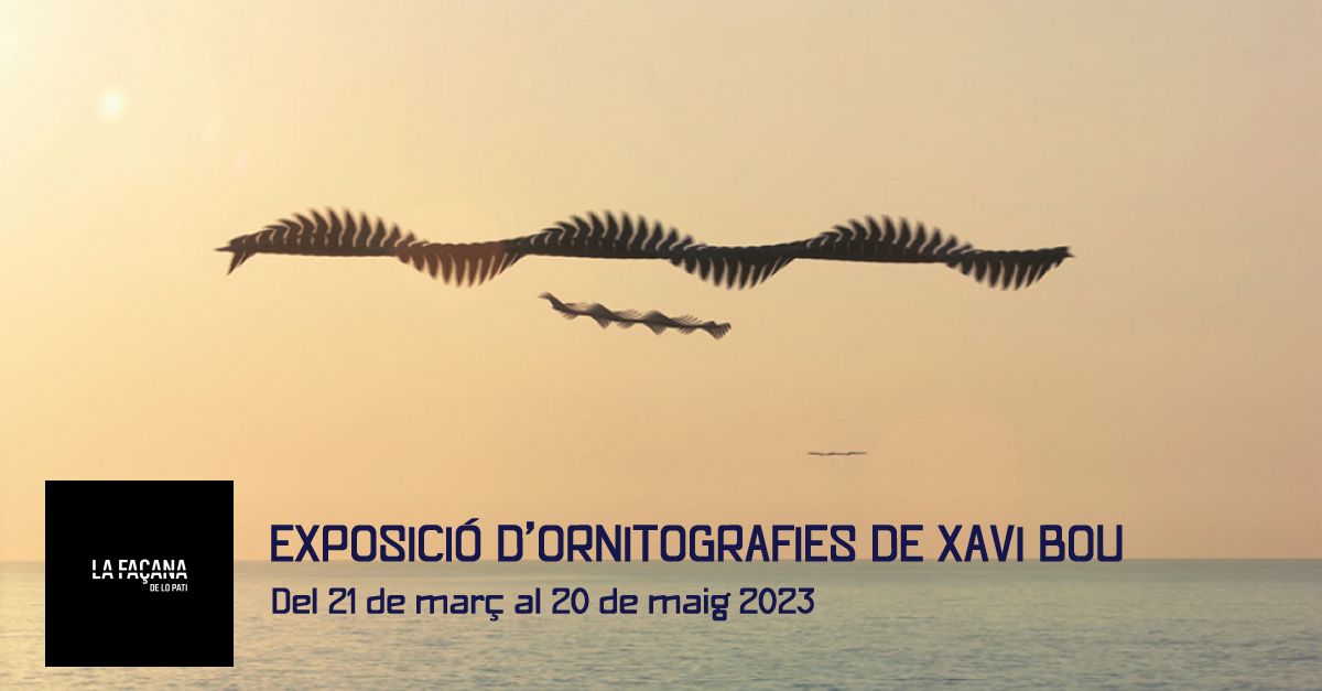 El fot�graf Xavi Bou converteix el vol dels ocells en art, a La Fa�ana de Lo Pati