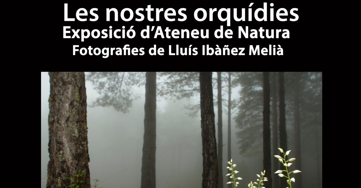 El Museu de les Terres de l�Ebre acull l�exposici� �Les nostres orqu�dies�