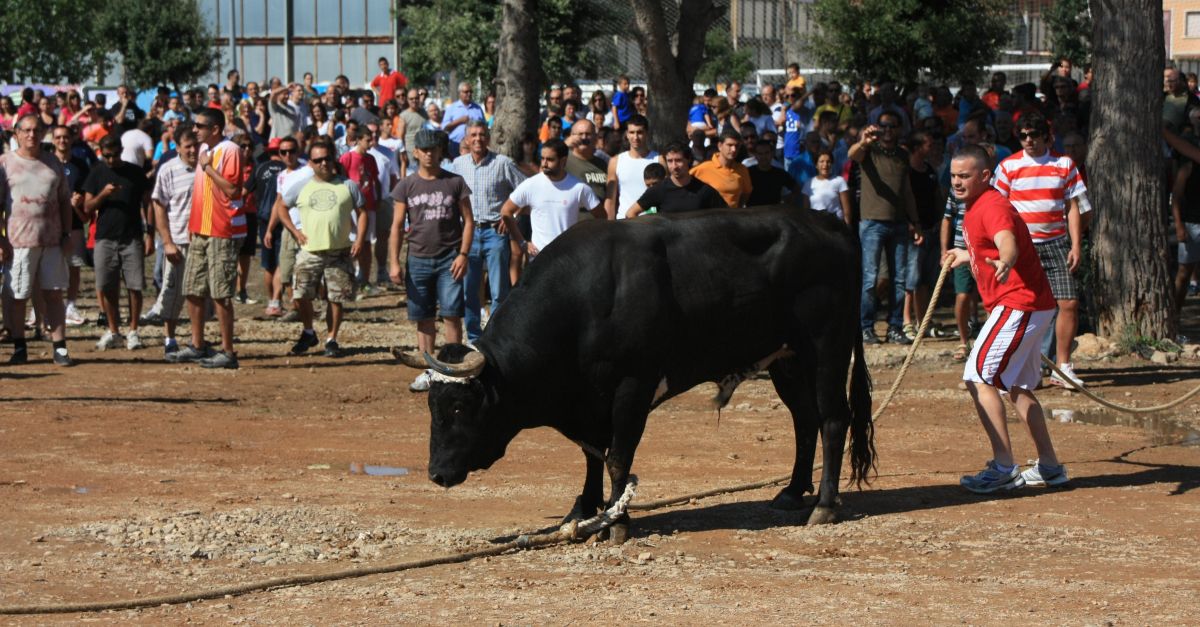 La festa dels bous recupera �la normalitat� a l&rsquo;Ebre durant el 2022, amb 469 espectacles taurins i 190 dies de bous