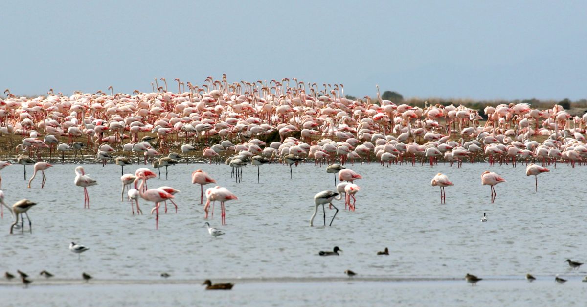 Els flamencs i tamb� la gavina corsa i el xatrac bec-llarg crien a les salines de la Trinitat
