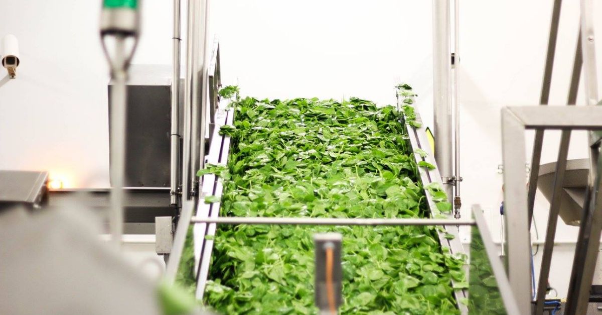 Florette preveu ampliar la planta de producci� i incrementar la plantilla fins als 140 llocs de treball