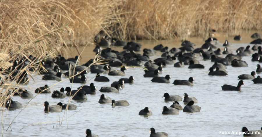 S�inicia el cens hivernal d�ocells aqu�tics 2019 al Delta de l�Ebre