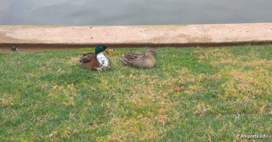Les aus del Parc dels Xiribechs es traslladaran temporalment com a prevenci� davant del brot de grip aviar