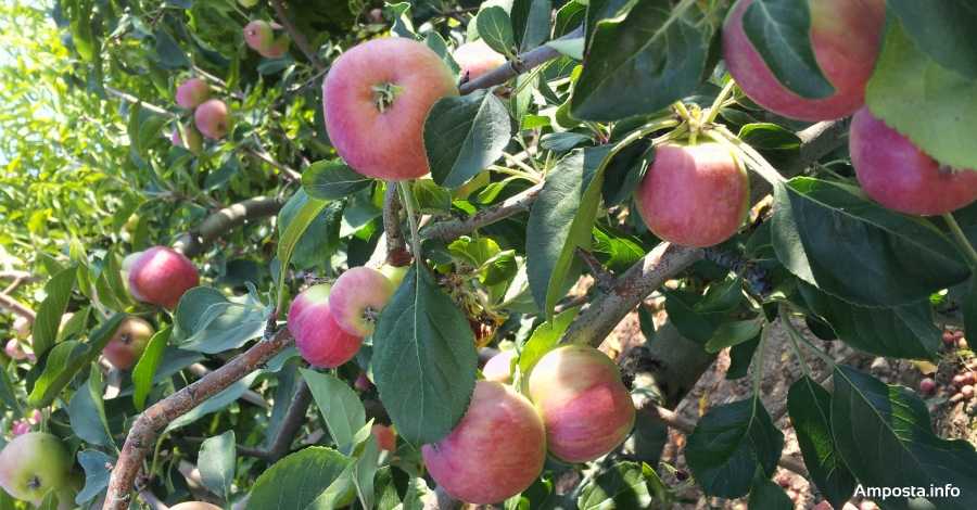 L�Institut Montsi� incorpora un cicle superior dirigit a la Ind�stria Aliment�ria