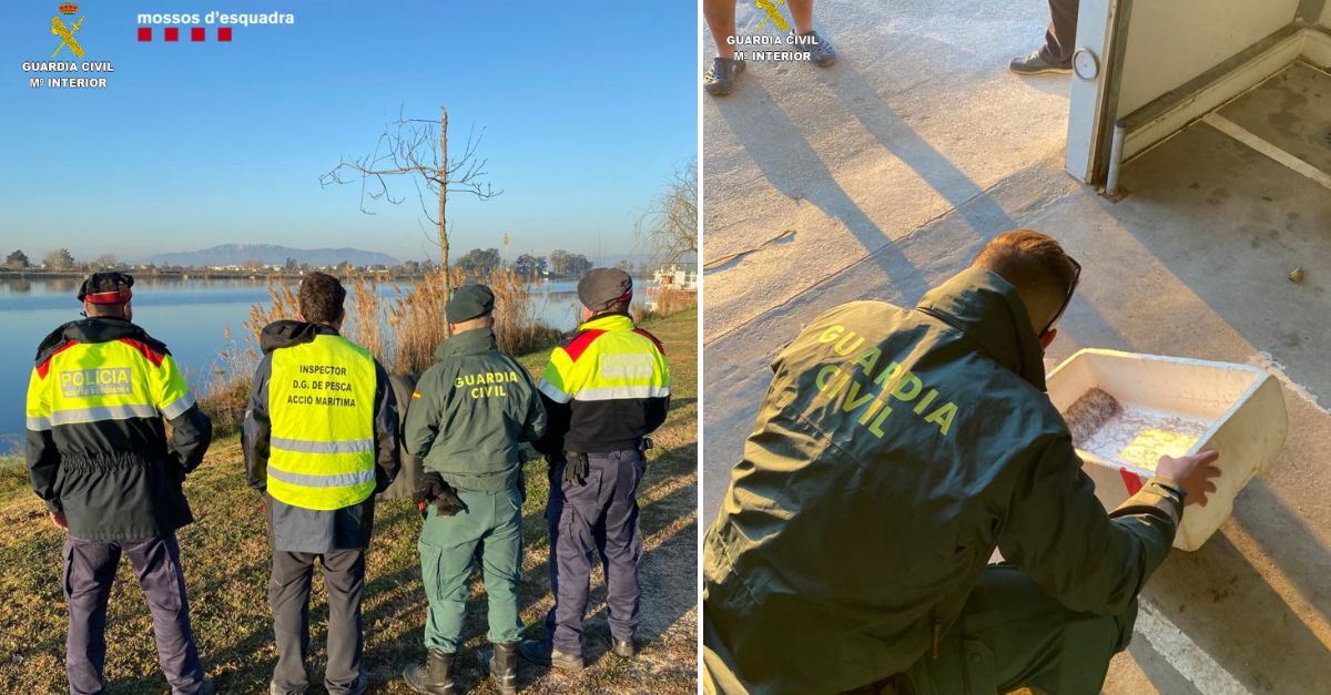 La policia incauta 60 quilos d&rsquo;ostr� al delta de l&rsquo;Ebre