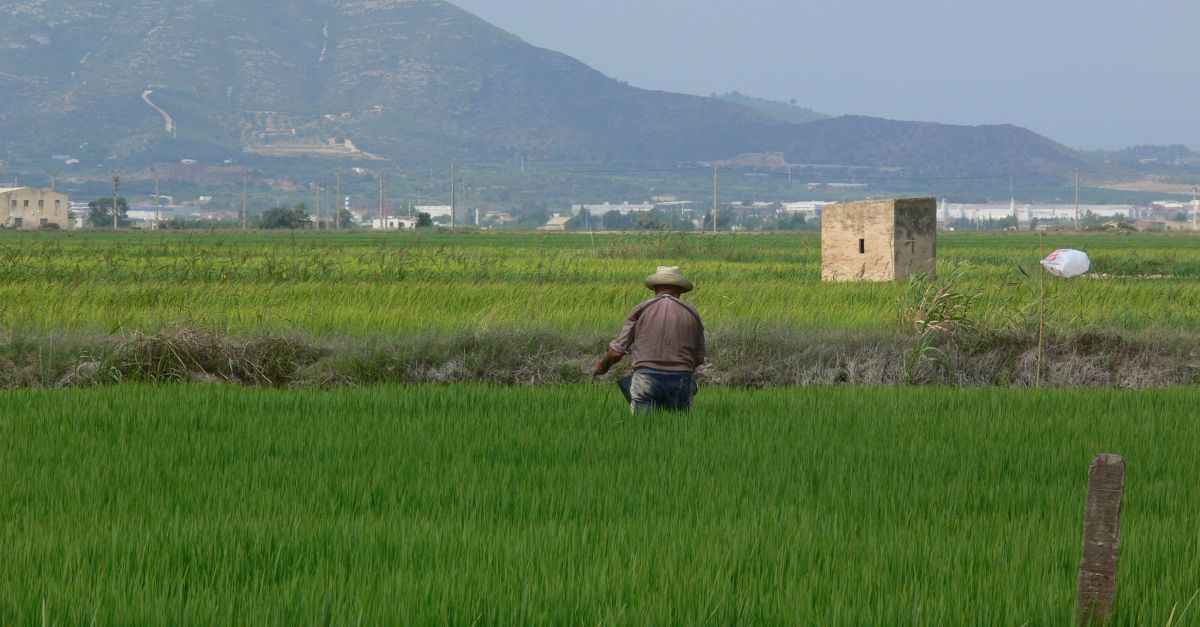 Quatre treballadors expulsats de l&rsquo;Estat i dos de detinguts arran d&rsquo;inspeccions a finques d&rsquo;arr�s del delta de l&rsquo;Ebre