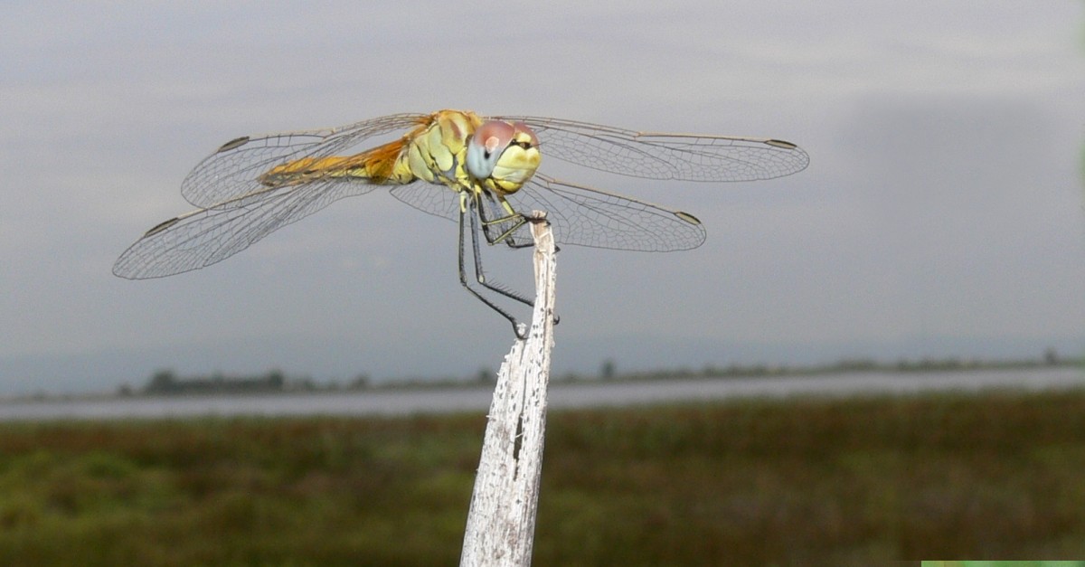 Amposta acull el IV Simposi Ibric dOdonatologia