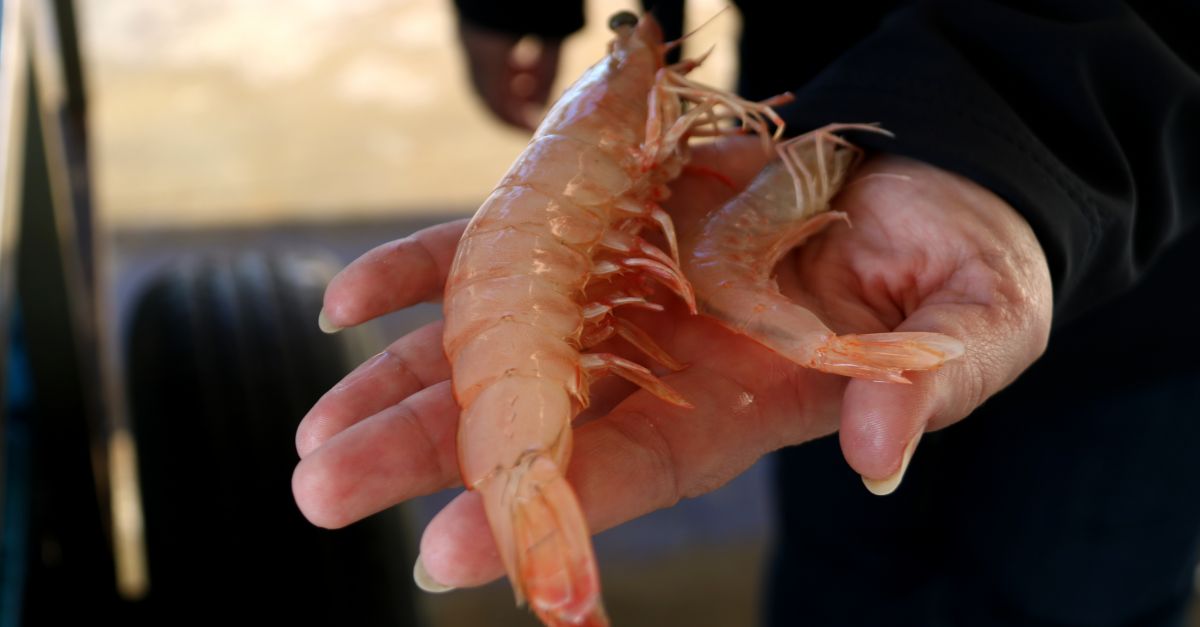 El llagost caf, una nova espcie invasora, es pesca al delta de lEbre des de fa mesos