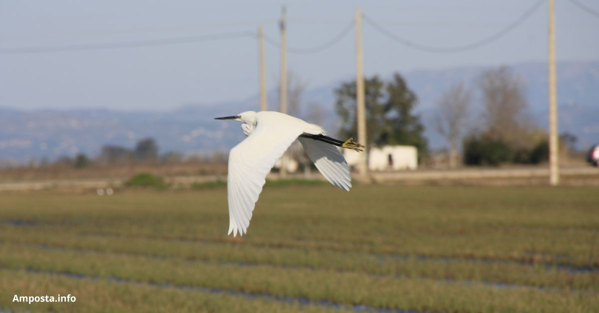 El parc natural del delta de l&rsquo;Ebre bat el r�cord d&rsquo;ocells hivernants per� demana mantenir els arrossars inundats