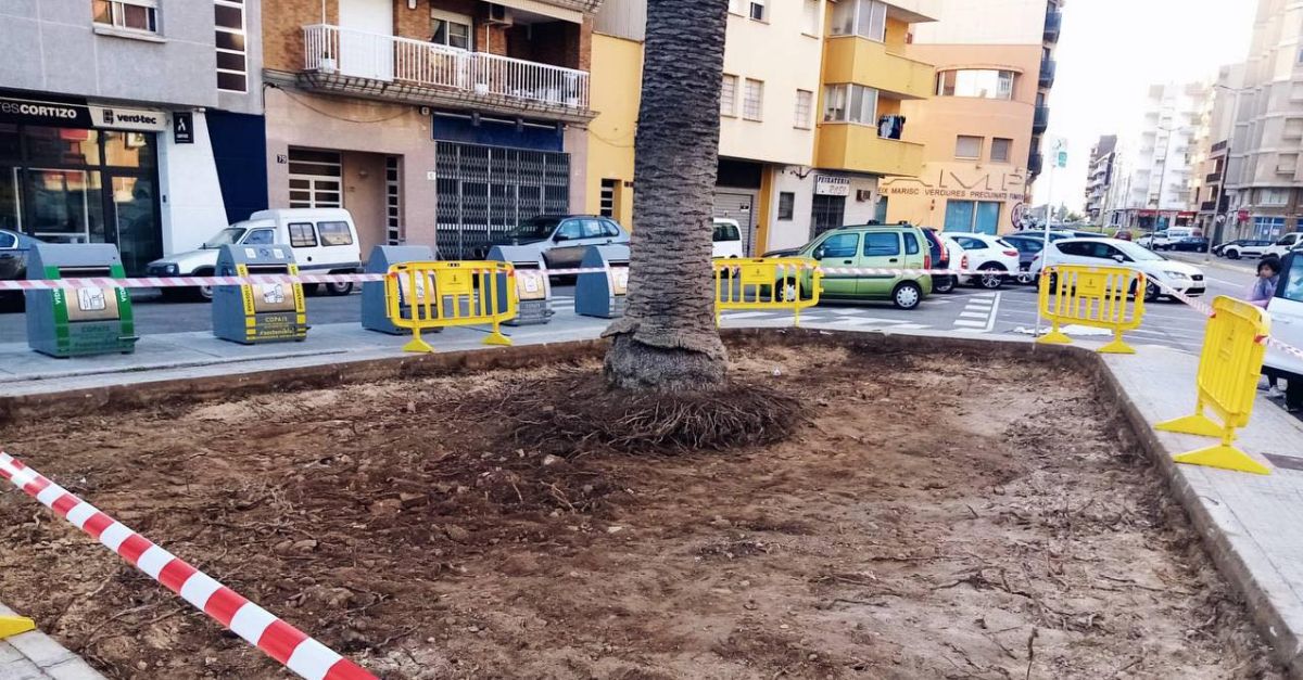 L�Ajuntament d�Amposta inicia les obres de millora d�espais verds a l�avinguda Catalunya
