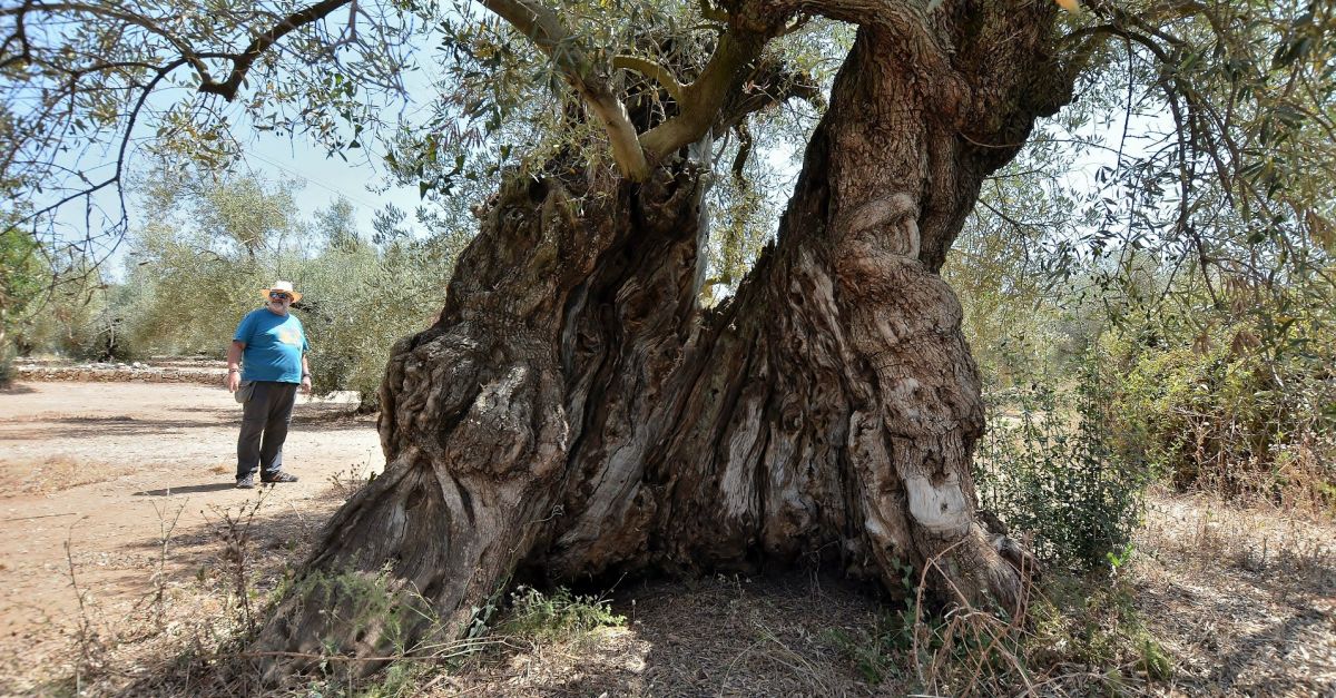 La comarca del Montsia se suma a Benvingut a Pag�s, la festa de la pagesia catalana