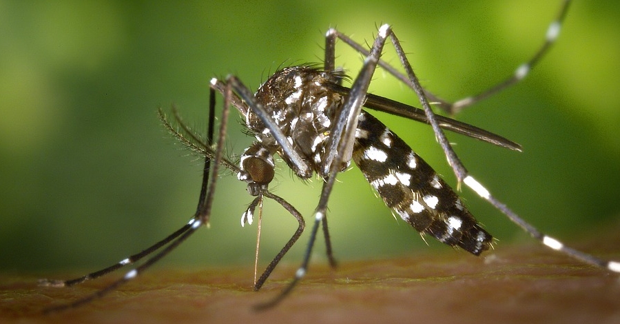 El Govern destinar ms de 670.000 euros a la lluita contra la mosca negra i el mosquit tigre