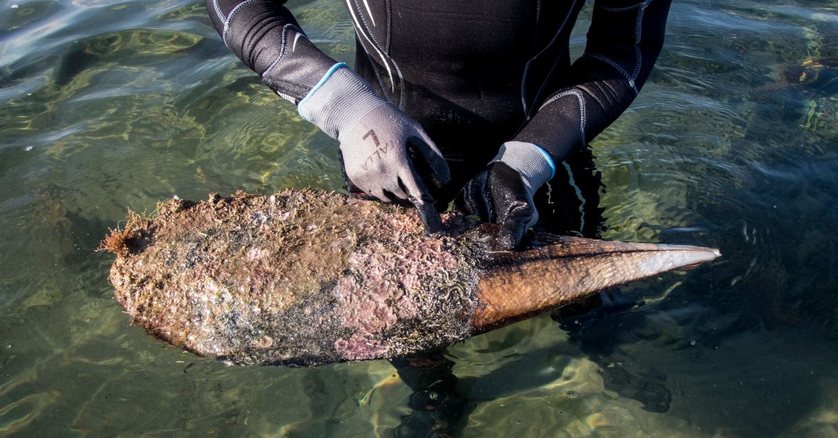 L&rsquo;IRTA participa en el projecte europeu Life PINNARCA per recuperar i preservar les poblacions de nacres