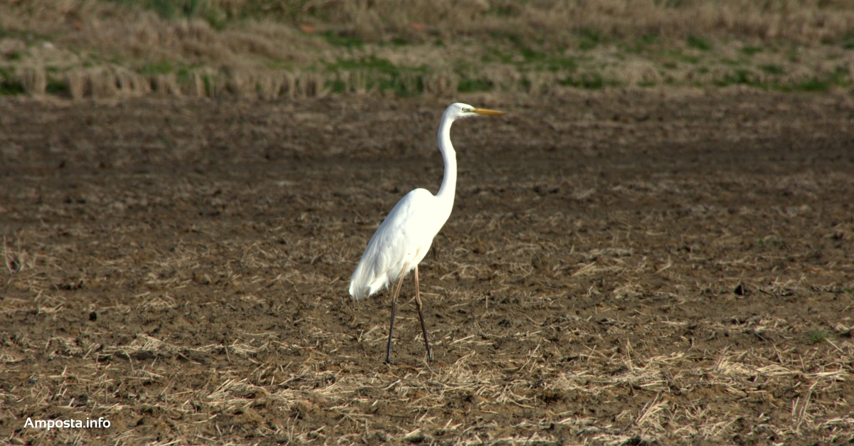 El cens d�aus aqu�tiques hivernals del Parc Natural del Delta de l�Ebre registra la xifra m�s baixa dels �ltims anys